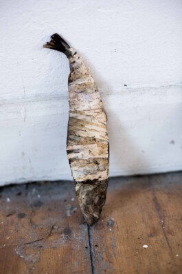 Pisciculi